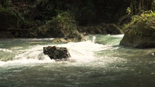River in the Rainforest