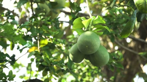 Pomelo Obstbaum im Garten
