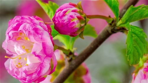 Blooming Pink Blossom Flowers Opening in Spring Time Lapse
