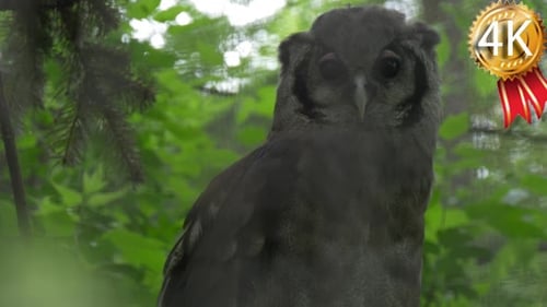 Owl Predator sucht Nahrung im Wald