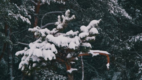 Winterkiefernwald mit schneebedeckten Ästen Weihnachtsbäumen