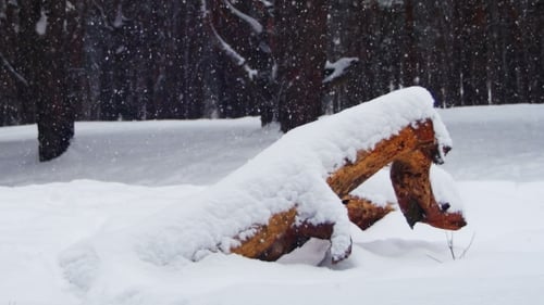 Winter-Kiefernwald-Hintergrund mit schneebedecktem Holzscheit