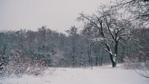Winter Forest with Snowy Tree