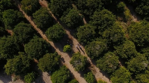 La plantación de naranjos con árboles verdes y tres personas entre los árboles