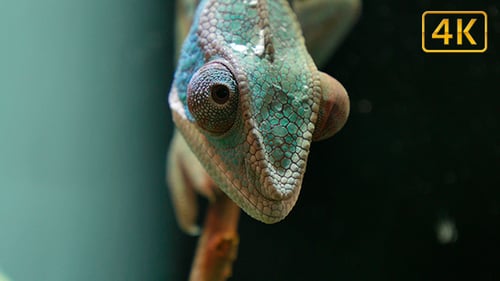 Caméléon Camouflage Reptile Yeux mobiles sur une branche