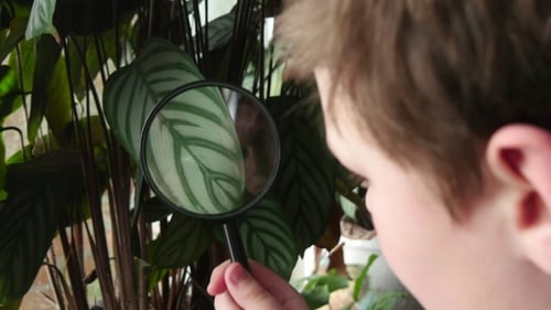 Young Boy Exploring Nature