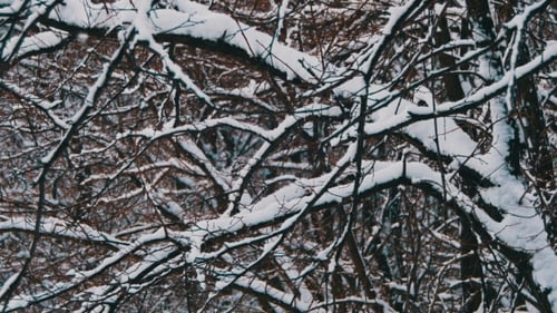 Verschneiter Winterwald