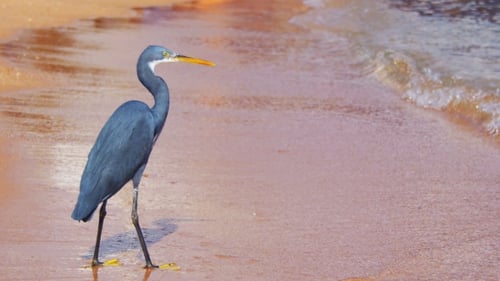The Reef Heron Hunts for Fish on the Beach of the Red Sea in Egypt