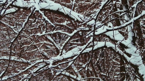Snowy Winter Forest