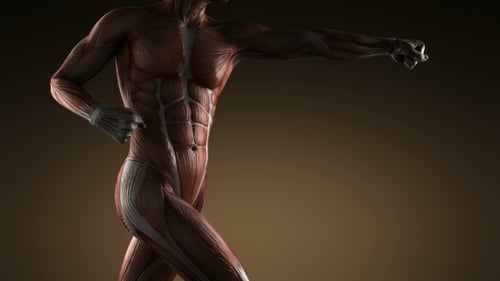 3D Animated Human Muscular System Rotating