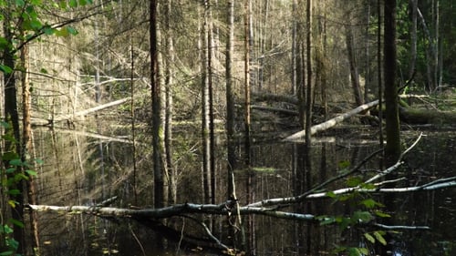 Marschland mit Bäumen, die im Wasser sind