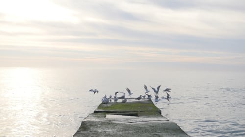 Flock of Seagulls Sitting and Fly Away From the Pier at the Sea