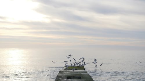 Flock of Seagulls Sitting and Fly Away From the Pier at the Sea