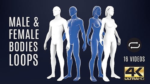 3D Animated Male and Female Body Models Rotating