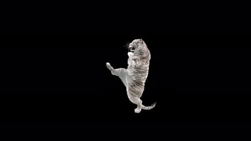 Tiger Dancing 4K