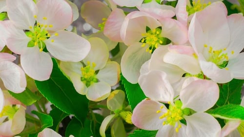 White Apple Tree Flowers