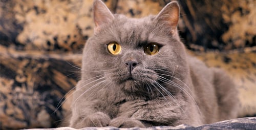 Gray Cat Resting on Couch Close Up