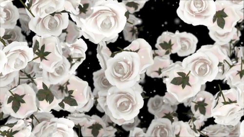Weiße Rosen