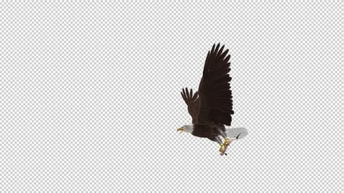 Bald Eagle with Salmon Fish - 4K Flying Transition III