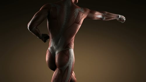Dynamic 3D Human Anatomy Muscle System Animation
