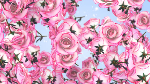 Roses Rosa