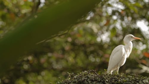 The Cattle Egret (Bubulcus Ibis) Cleaning Its Feathers