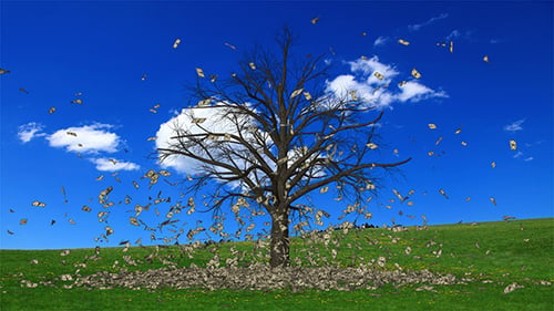 L'argent qui tombe de l'arbre