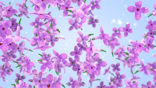 Seamless Loop of Gently Falling Purple Flowers Background