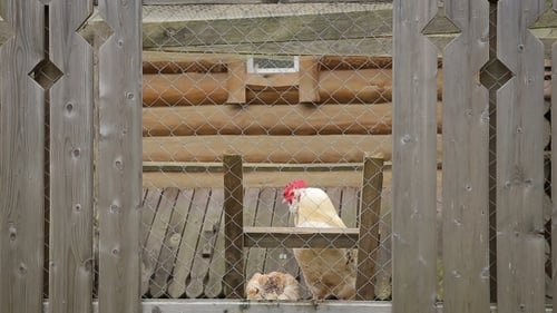 Hen and Chick in Rustic Countryside Coop