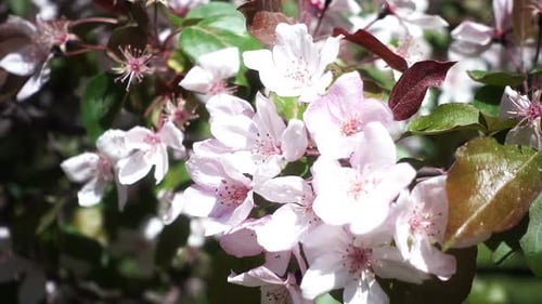 Apple Tree Flowering