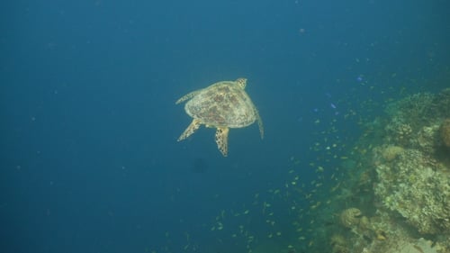 Sea Turtle Under Water