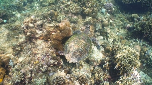 Sea Turtle Under Water.