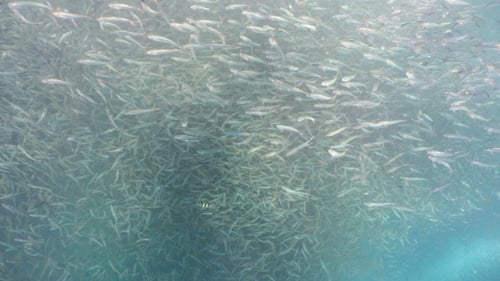 Spectacular School of Fish Underwater Swarming Together