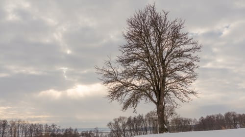 Winter Landscape, of Flying Clouds Above Lonely Tree. .
