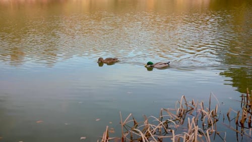 Canards nageant à travers l'étang/lac en automne/automne, au Ralenti