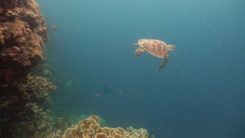 Meeresschildkröte unter Wasser