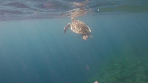 Sea Turtle Under Water.