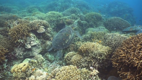Sea Turtle Under Water