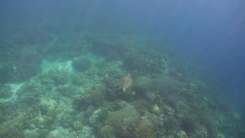 Sea Turtle Under Water