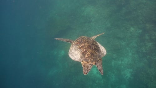 Sea Turtle Under Water
