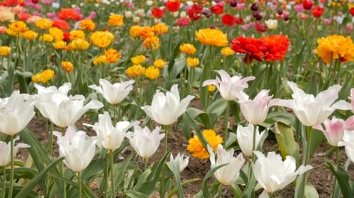 Blooming Tulips Swaying in a Colorful Spring Field