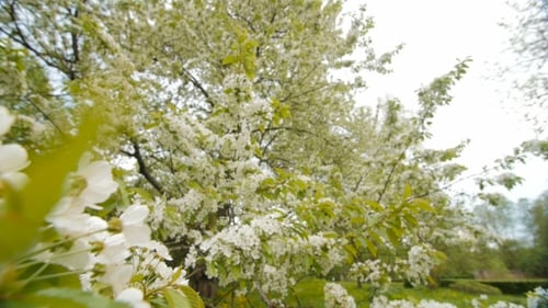Beautiful Big Tree with White Flowers,