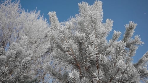 Frozen Tree Nadeln