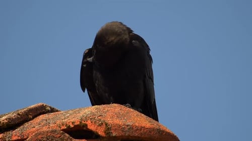 Crow Resting, Preening on Terracotta Roof in Daylight