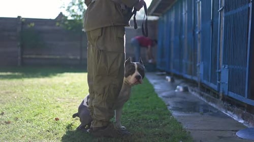 Dog Enters Kennel at Rural Animal Shelter
