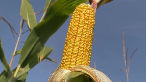Closeup view on ready yellow corn on a field.