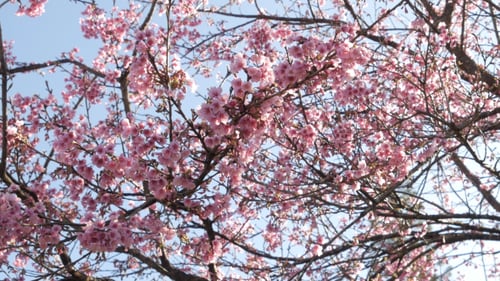 Sakura-Baum