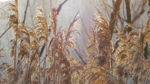 Wind Blowing Against Dried Reeds on a Winter Cold Day Weighing The Reeds Down