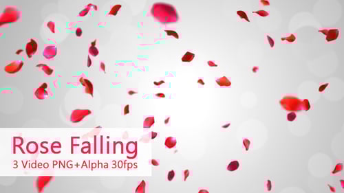 Falling Red Rose Petals for Romantic Wedding Background