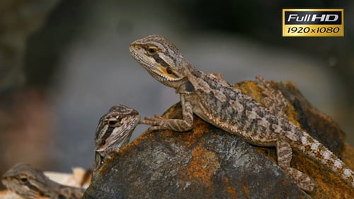 Pogona Reptile Lizard Couple